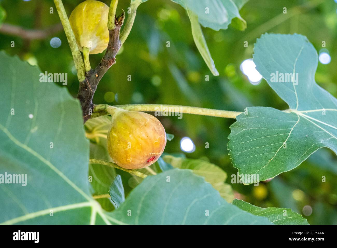 Fig fruit grows on a tree branch of a green leafy fig tree Stock Photo