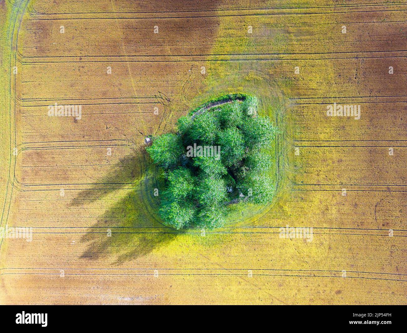Aerial view of a tree in the middle of agricultural farm fields