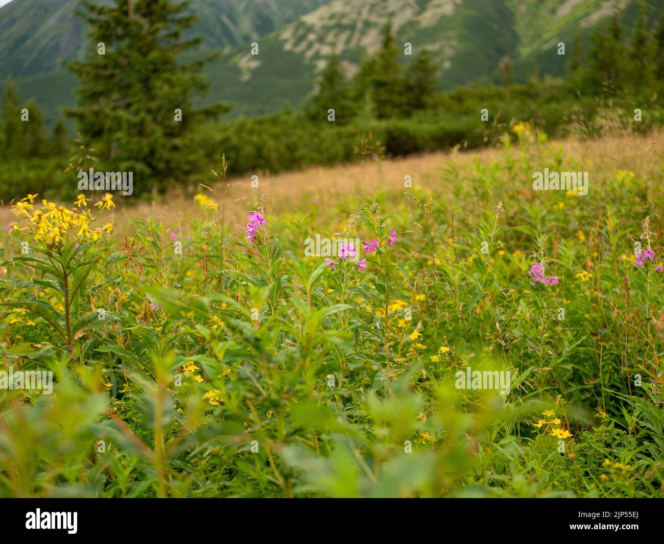 A closeup of tiny Ragwort and Ivan-tea flowers blossoming in a lush ...