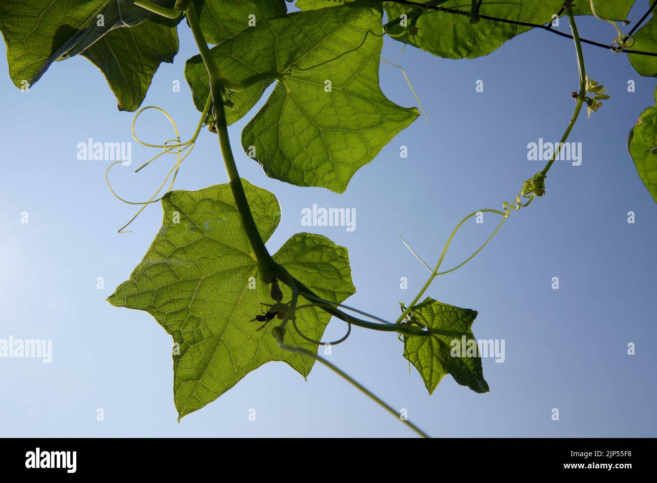 Leaves with tendrils of vines in the blue sky background Stock Photo