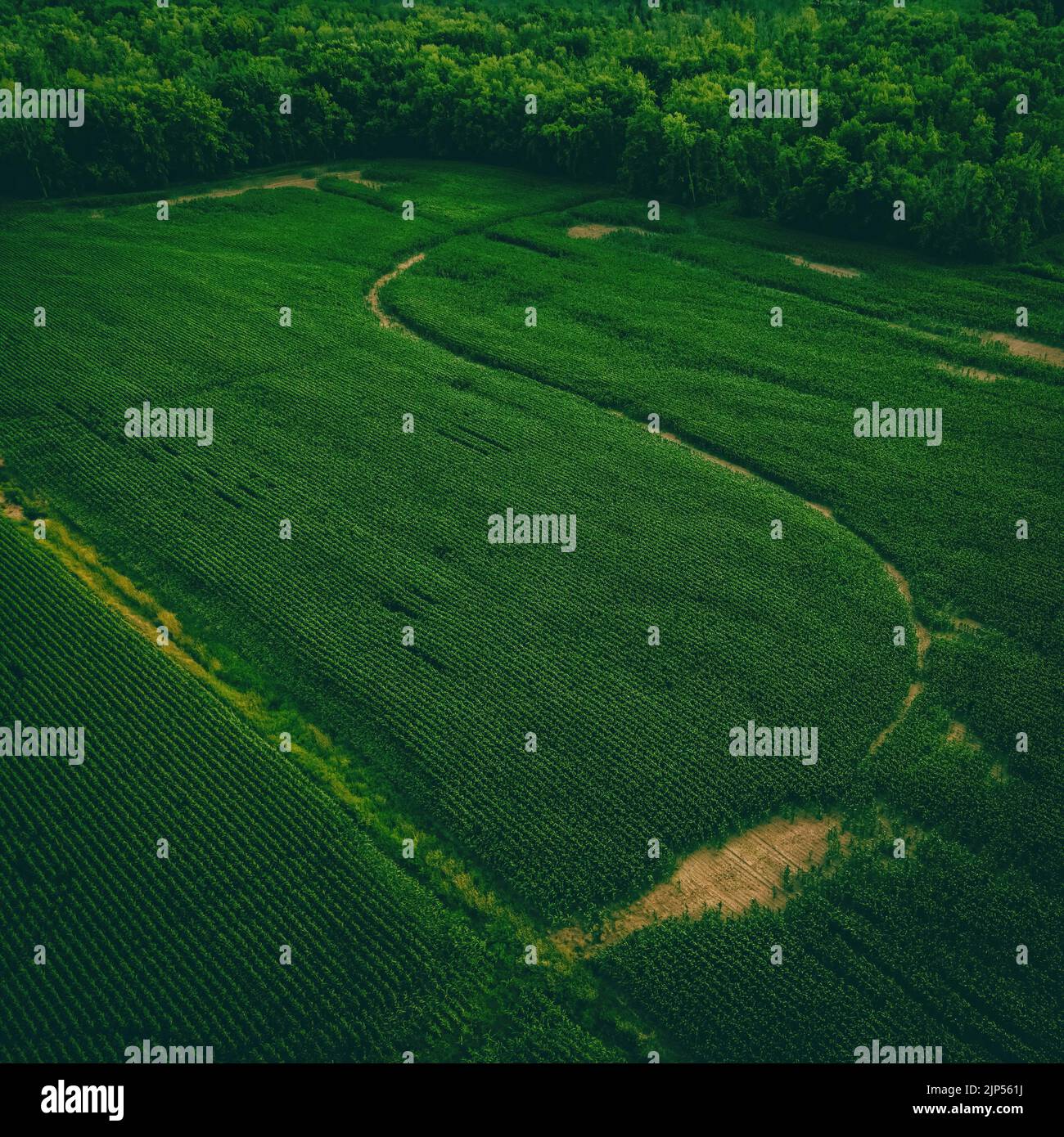 These farmlands in wisconsin border along a forest Stock Photo - Alamy