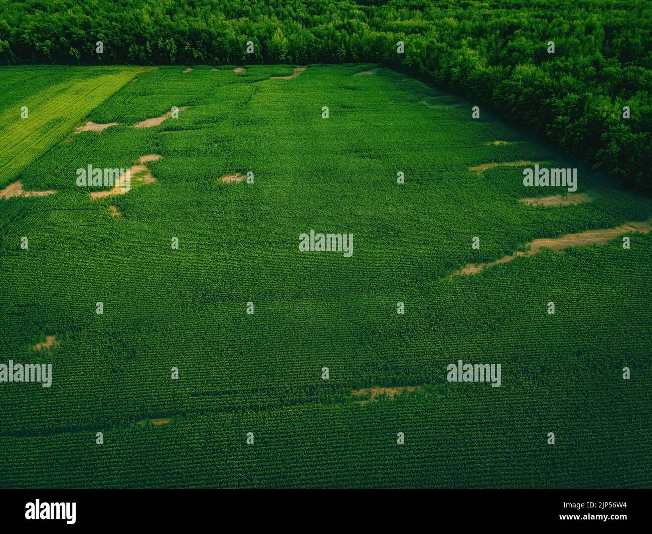 These farmlands in wisconsin border along a forest Stock Photo - Alamy