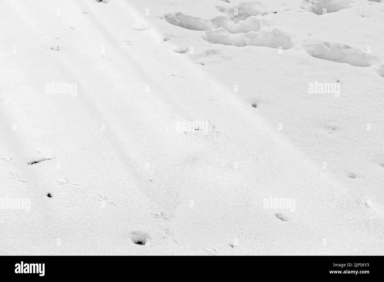 White background. The texture of the surface of the snow. Fresh Snow