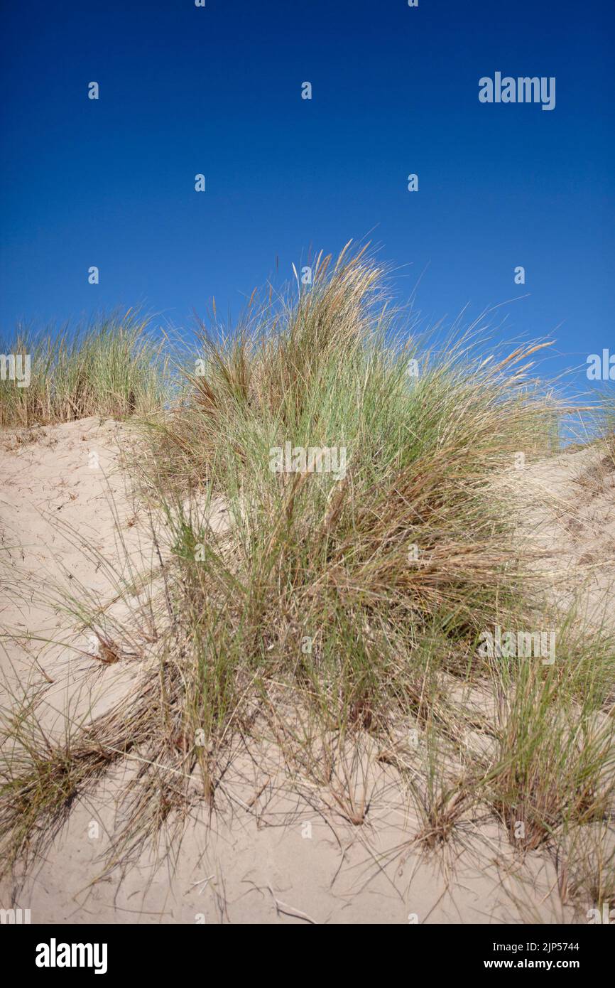 Sanddunes at Rock Beach. Cornwall, England Stock Photo