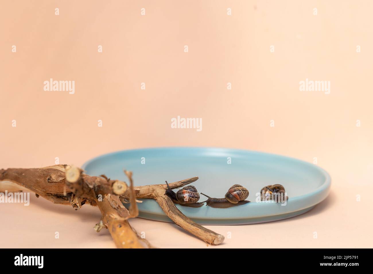 Garden snails crawling on blue plate on beige background. Beautiful shadows and eco driftwood. High quality photo Stock Photo