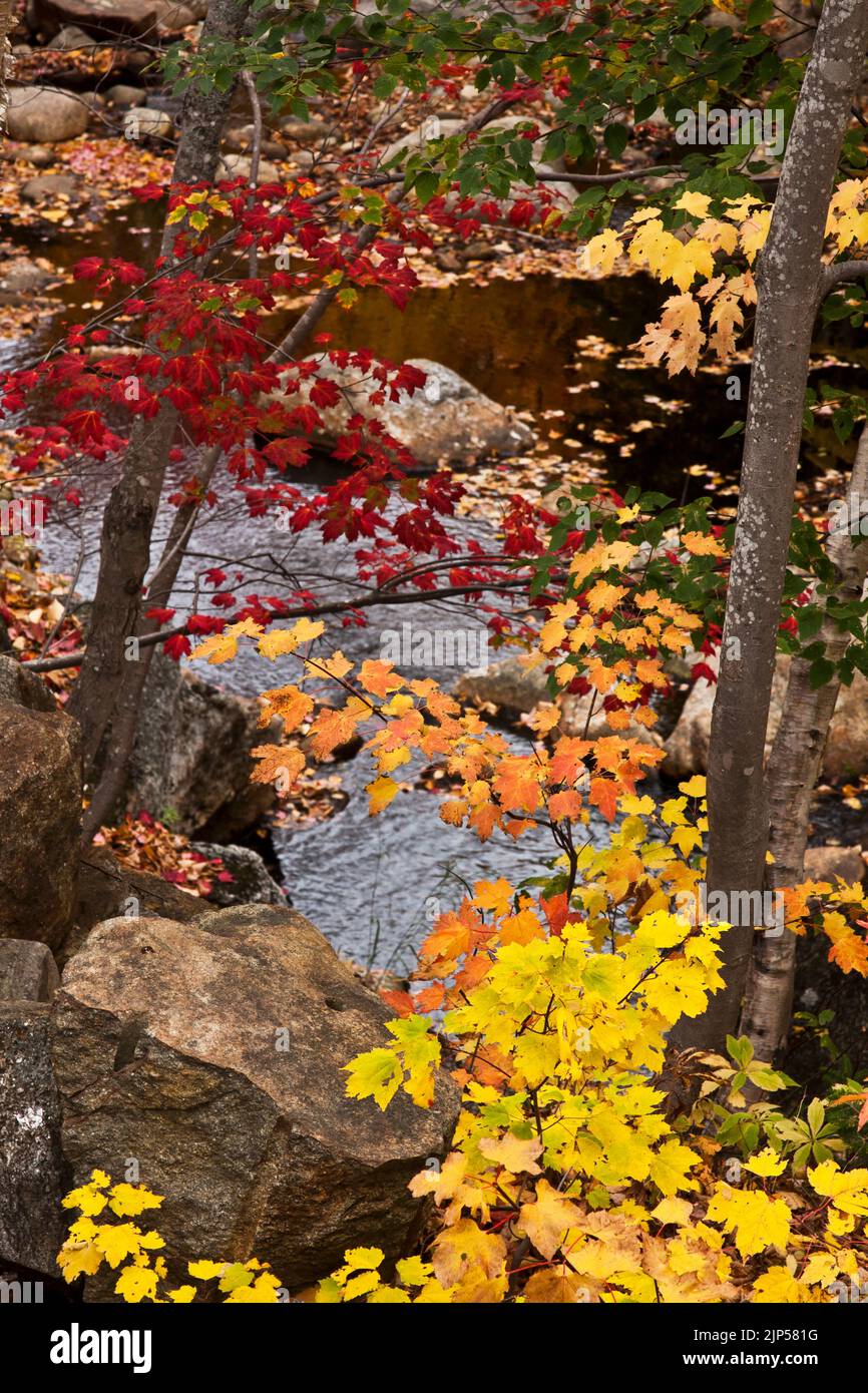 New Hampshire, autumn,fall. foliage, Route 302, west, Hart's Location, foliage, Stock Photo