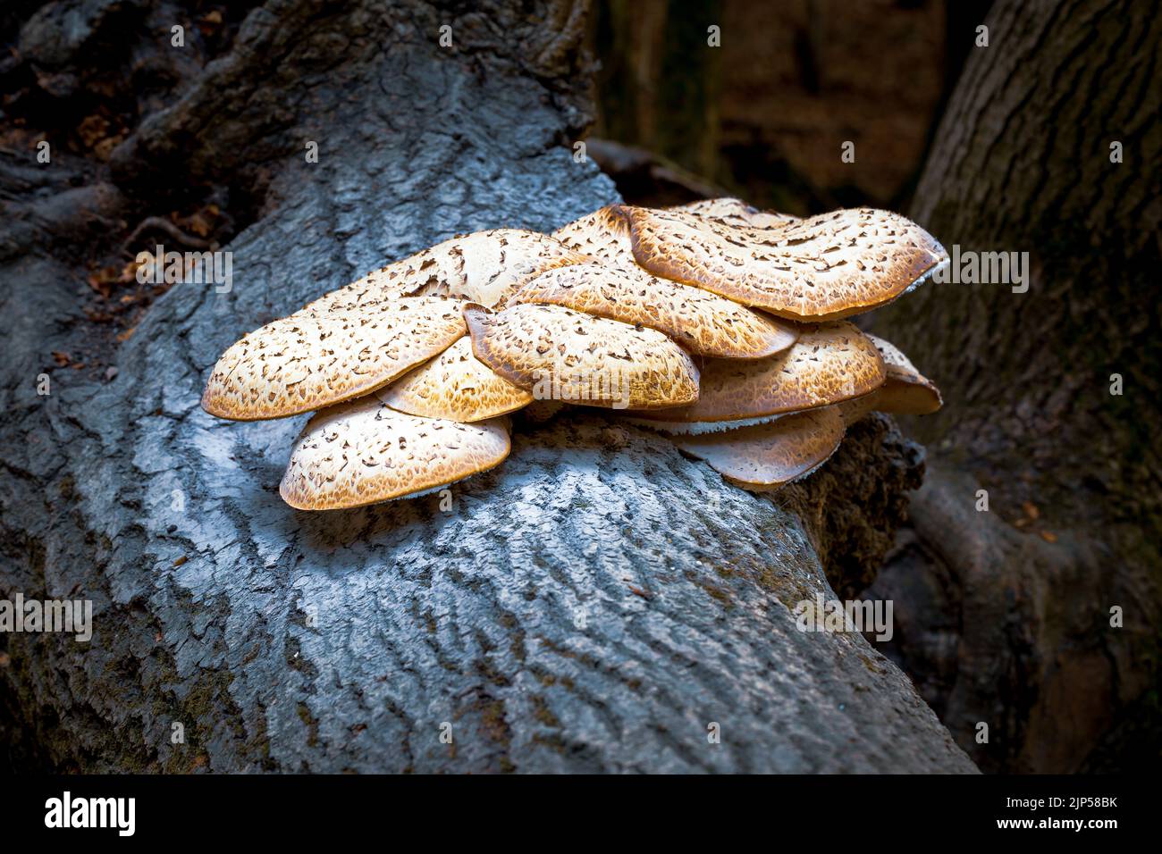 Dryad’s Saddle, The largest capped mushroom in the UK starting early in the year and sometimes lasting until the end of Summer. Stock Photo