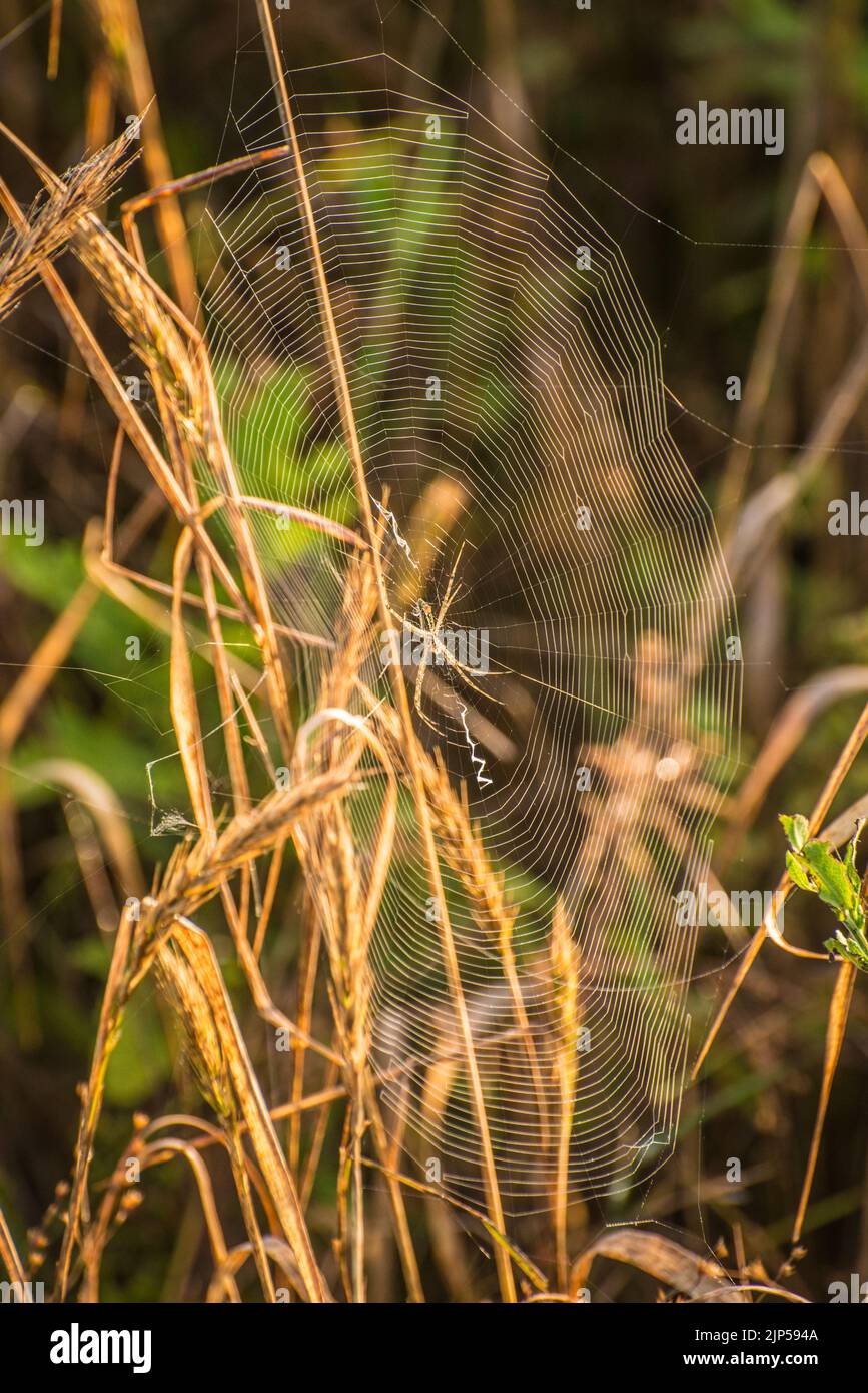 Orb Spider Web - Morning Dew - Sunrise Stock Photo