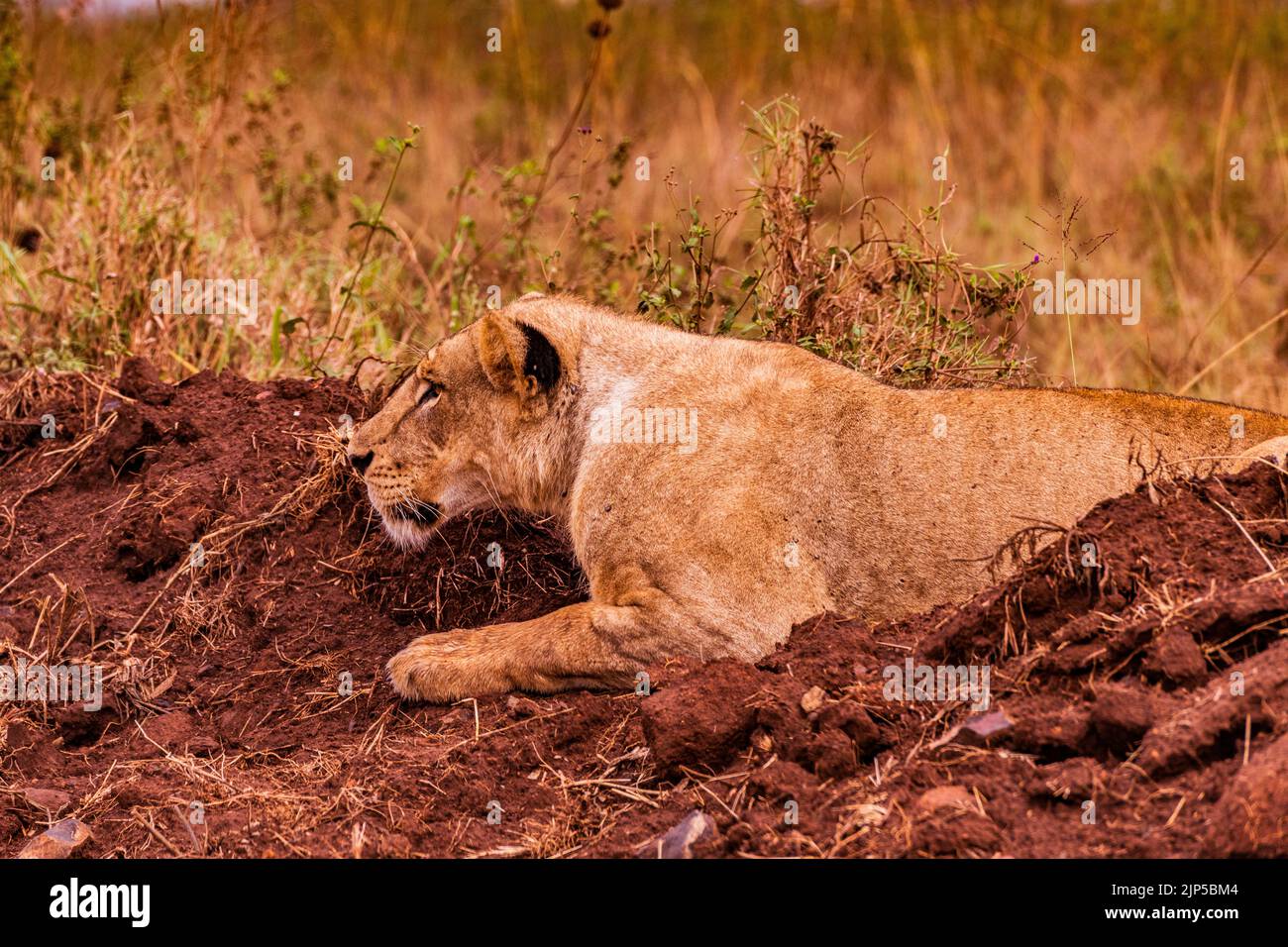 King of jungle hi-res stock photography and images - Page 3 - Alamy, image size:1300x956