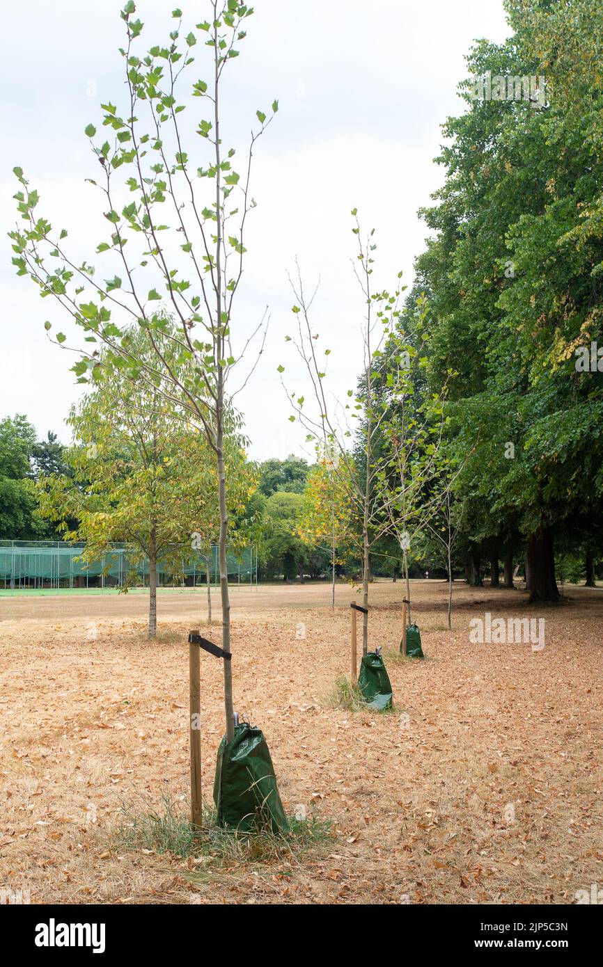 Eton, Windsor, Berkshire, UK. 15th August, 2022. Treegators around newly planted tree saplings to make watering easier. In common with much o the UK, the heatwave and drought take their toll on the grounds of the public school, Eton College. Much needed rain is forecast for the week ahead and the South East is now officially in a drought. Credit: Maureen McLean/Alamy Live News Stock Photo