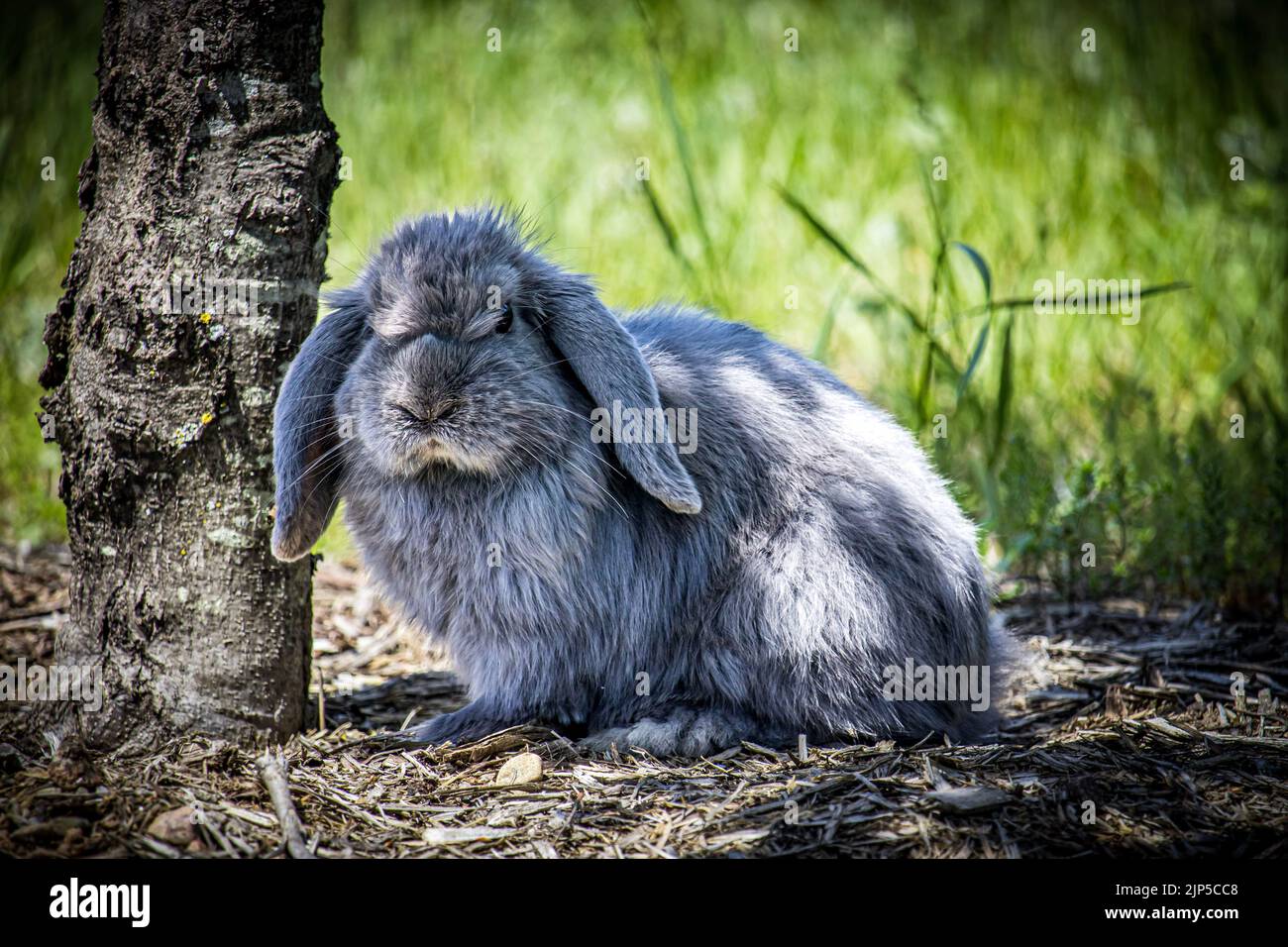 Cut Tree Rabbit Rabbit tree trunk hi-res stock photography and images - Alamy