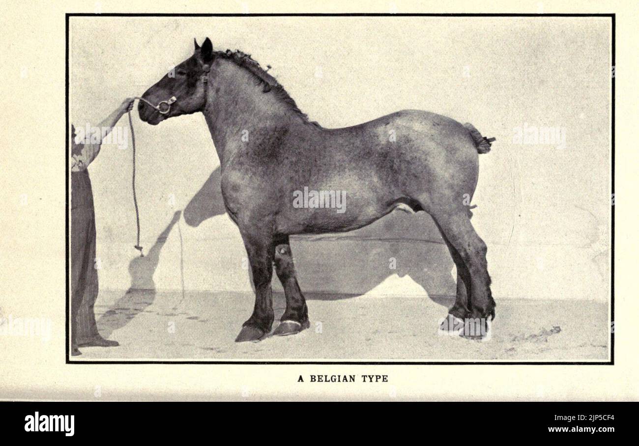 The horse book Stock Photo Alamy