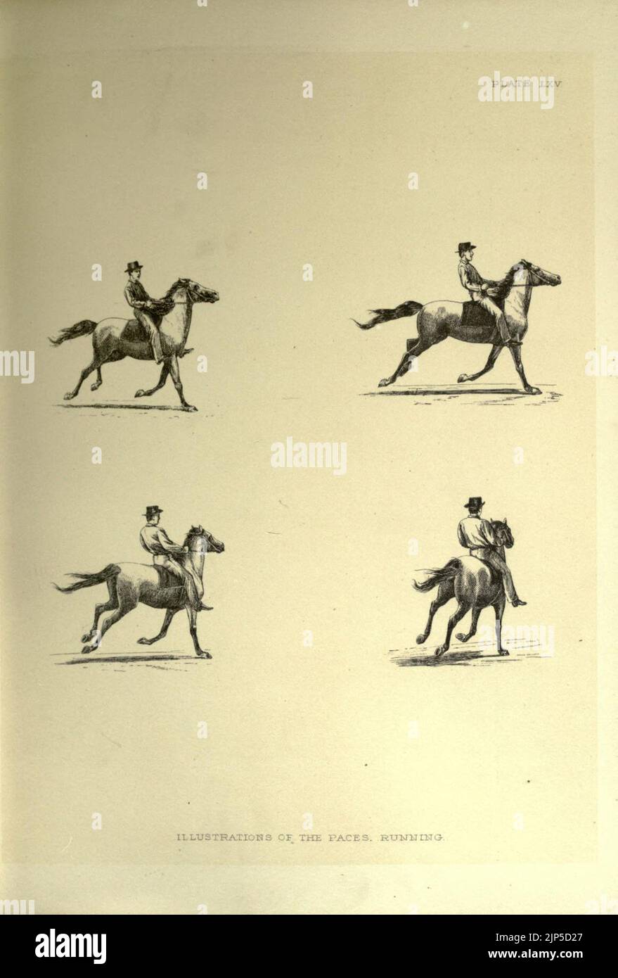 The horse in motion as shown by instantaneous photography Stock Photo Alamy
