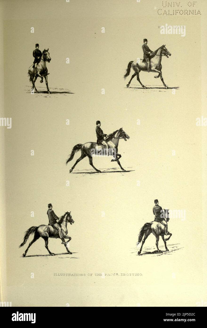 The horse in motion as shown by instantaneous photography Stock Photo Alamy