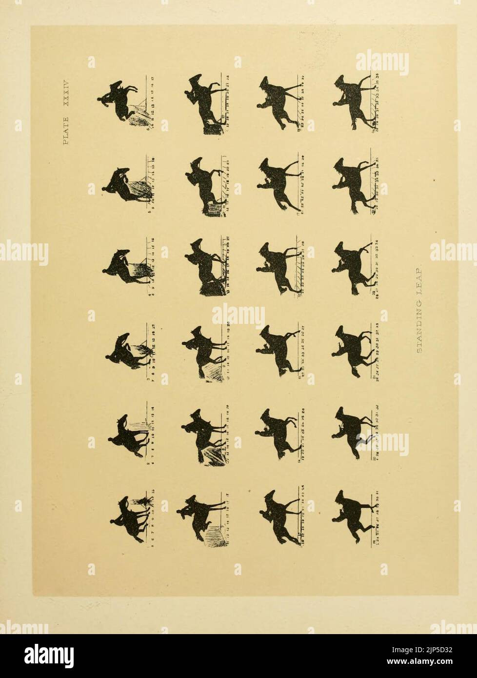 The horse in motion Stock Photo Alamy