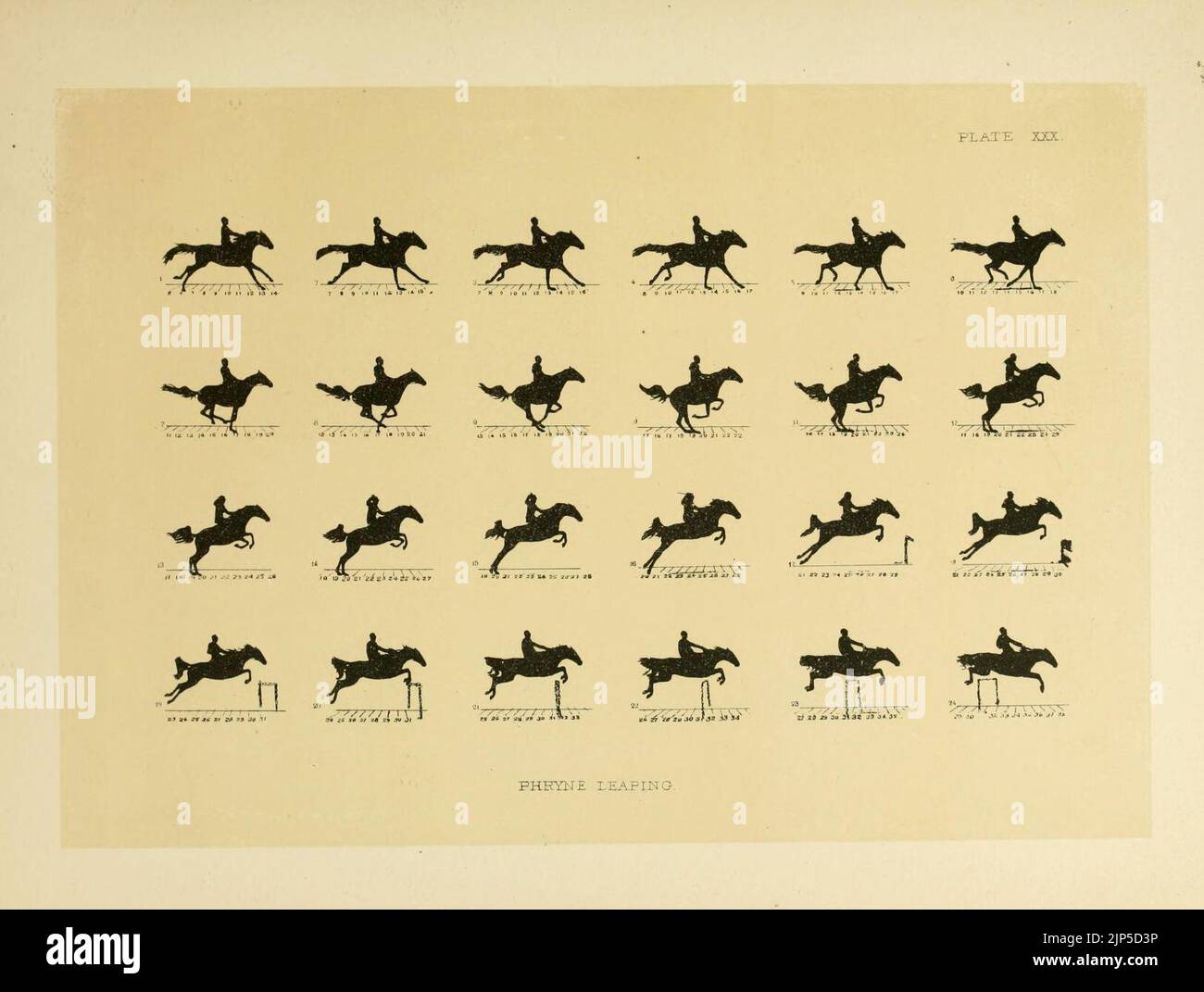 The horse in motion Stock Photo Alamy