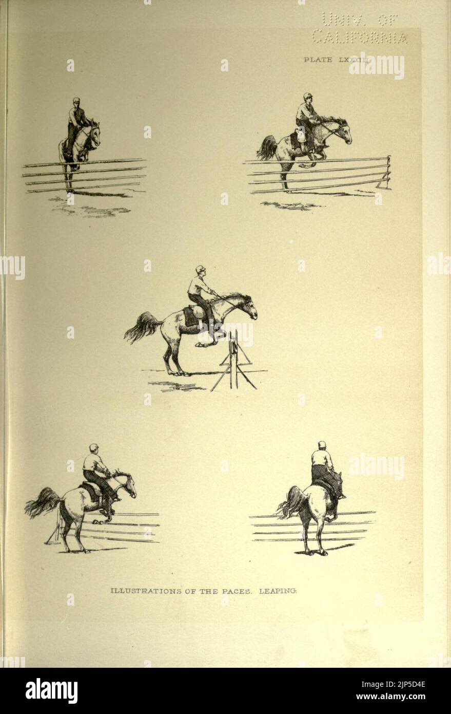 The horse in motion as shown by instantaneous photography Stock Photo Alamy