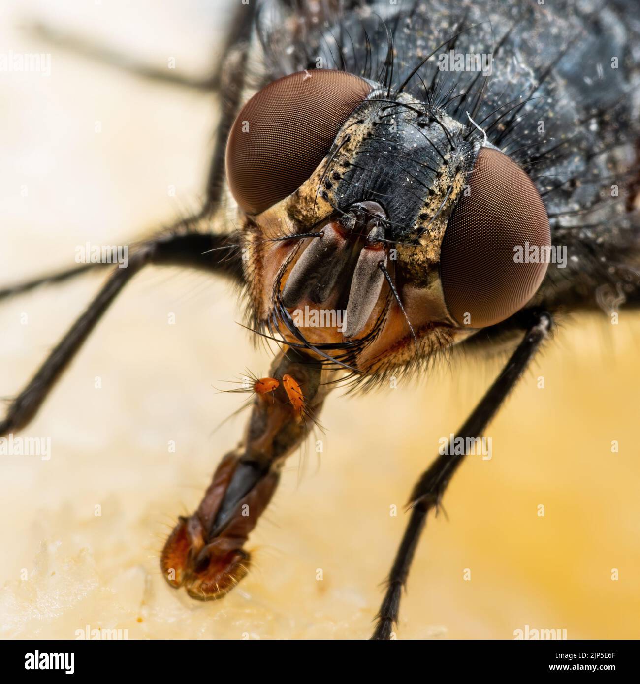 House Fly, Flesh Fly or Meat Fly Sarcophagidae Parasite Insect Pest on ...