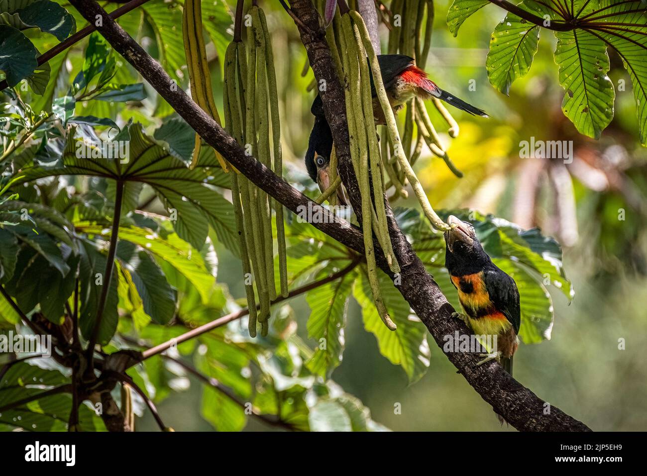 Collared acarari chicks looking for food on a tree in the rain forest of Panama Stock Photo