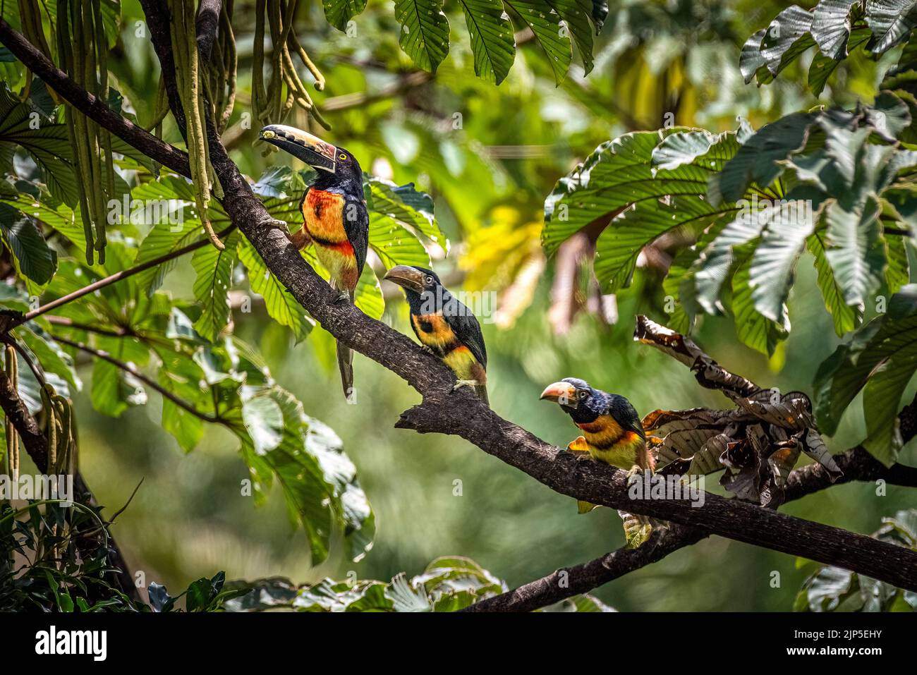 Collared acarari leaving the nest for the first time parent showing the chicks what to eat in the rain forest of Panama Stock Photo