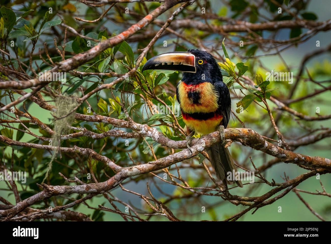 Collared acarari close up perched on a tree in the rain forest of Panama Stock Photo