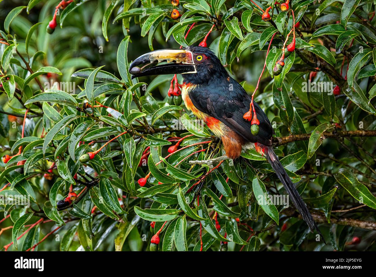 Collared acarari perched on a tree in the rain forest of Panama Stock Photo