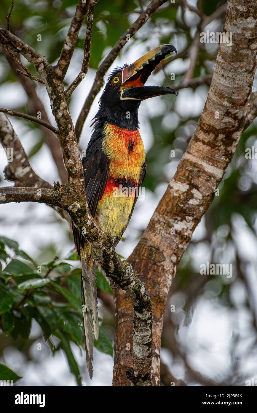 Collared acarari with his beak wide open perched on a tree in the rain forest of Panama Stock Photo