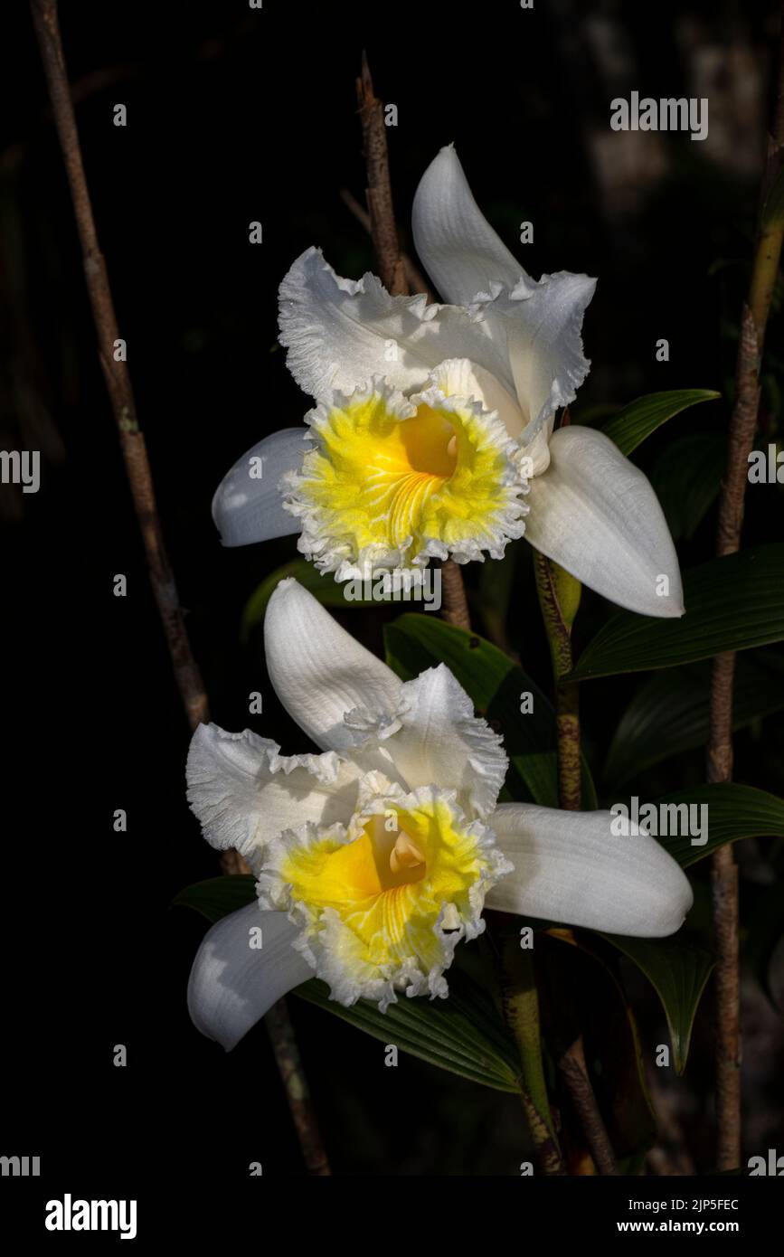 Pair of Sobralia virginalis flowers a giant sized white orchid on dark background Stock Photo