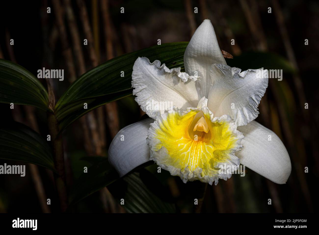 Sobralia virginalis giant sized white orchid on dark background Stock Photo