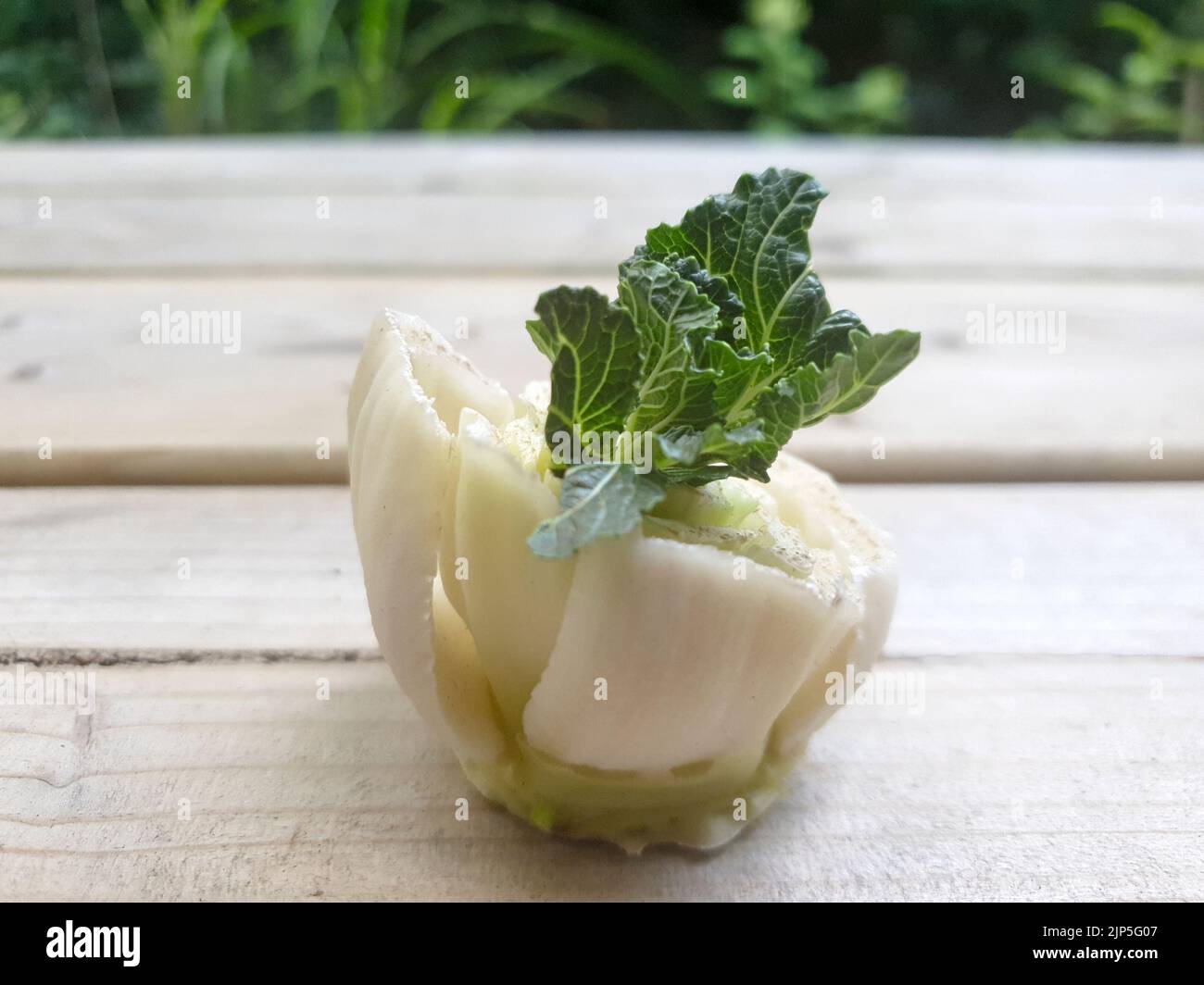 Growing bok choy or pak choi, Chinese cabbage, green leaf vegetable. Stock Photo