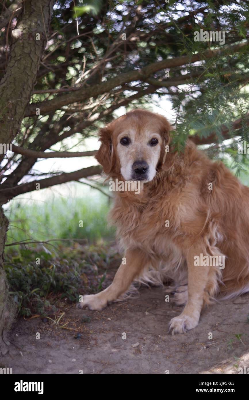 A cute Golden Retriever sitting under a tree in a forest Stock Photo ...