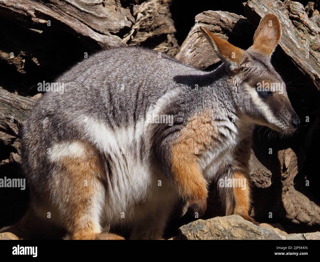 Attractive good-looking Yellow-footed Rock-Wallaby with thick silky fur. Stock Photo