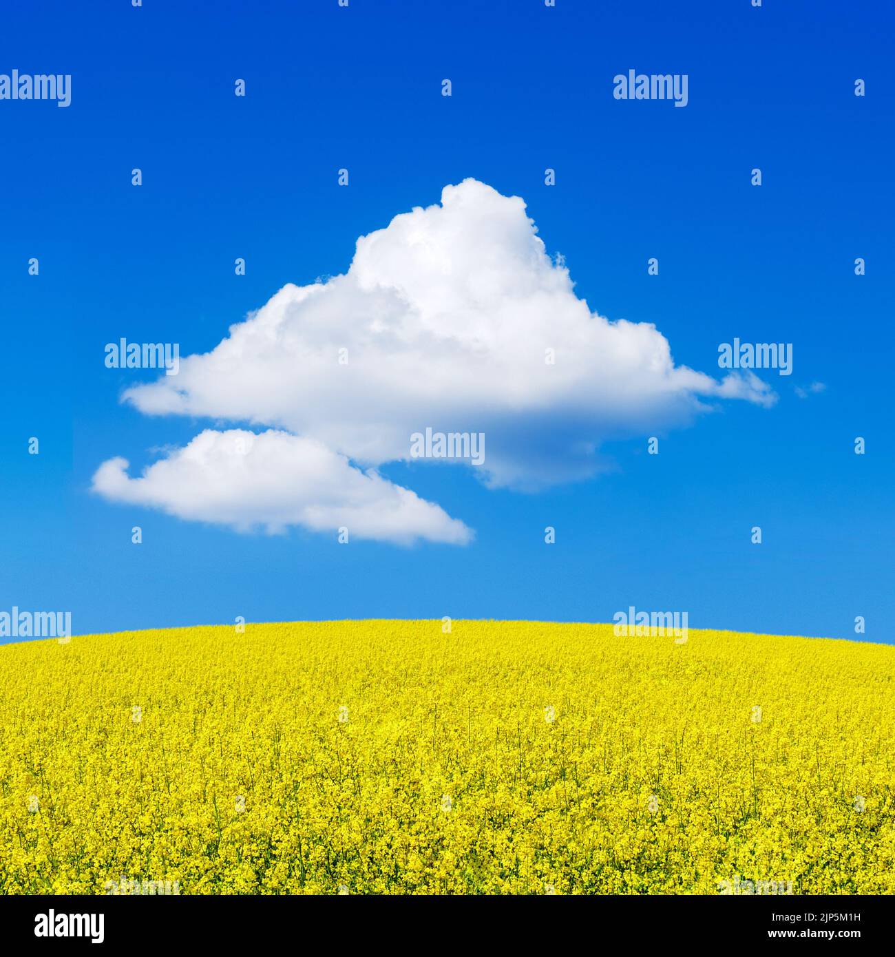 Yellow mustard field, rapeseed landscape. White cumulus cloud in the blue sky. Stock Photo