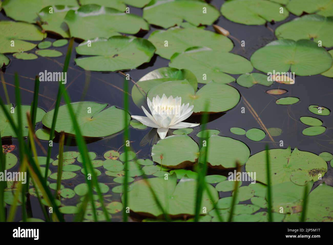 A beautiful lotus flower floating in a lake with green pads Stock Photo