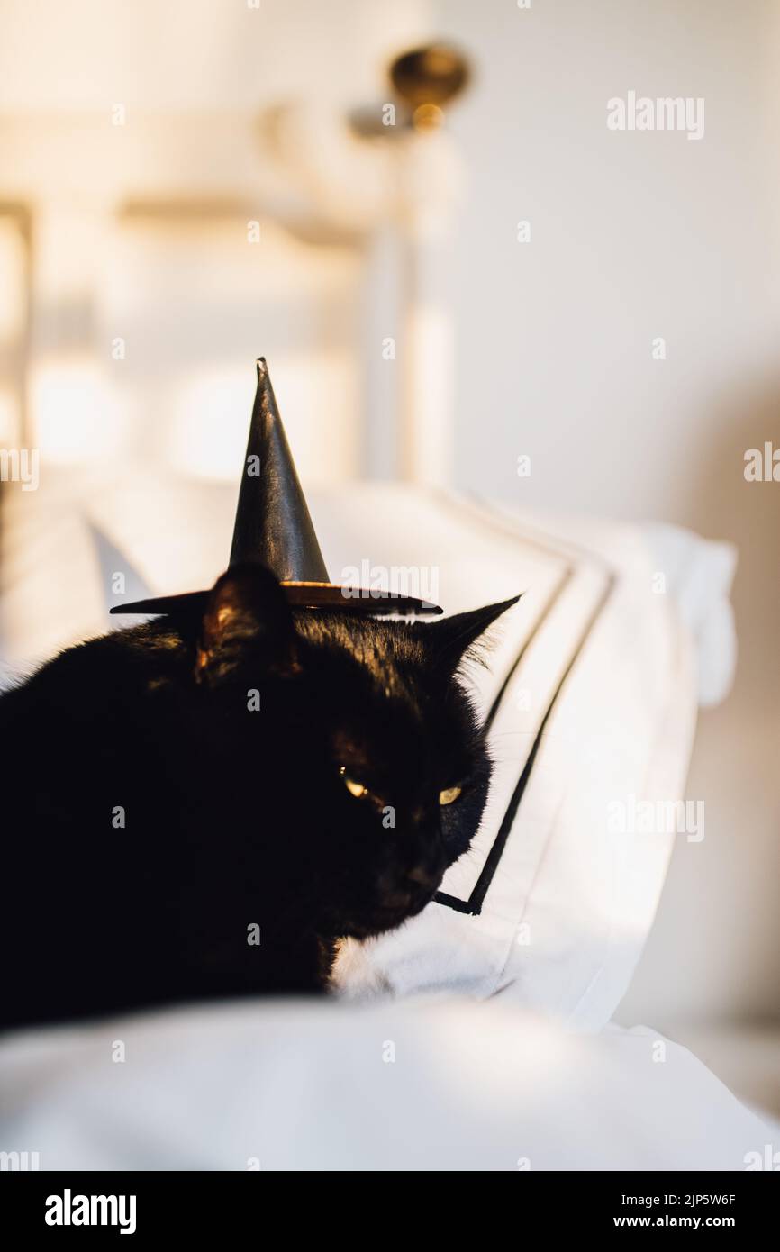 black cat wearing a tiny witch hat Stock Photo