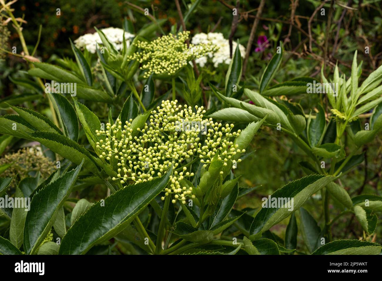 indoor umbrella plants Umbrella Plant Varigeated
