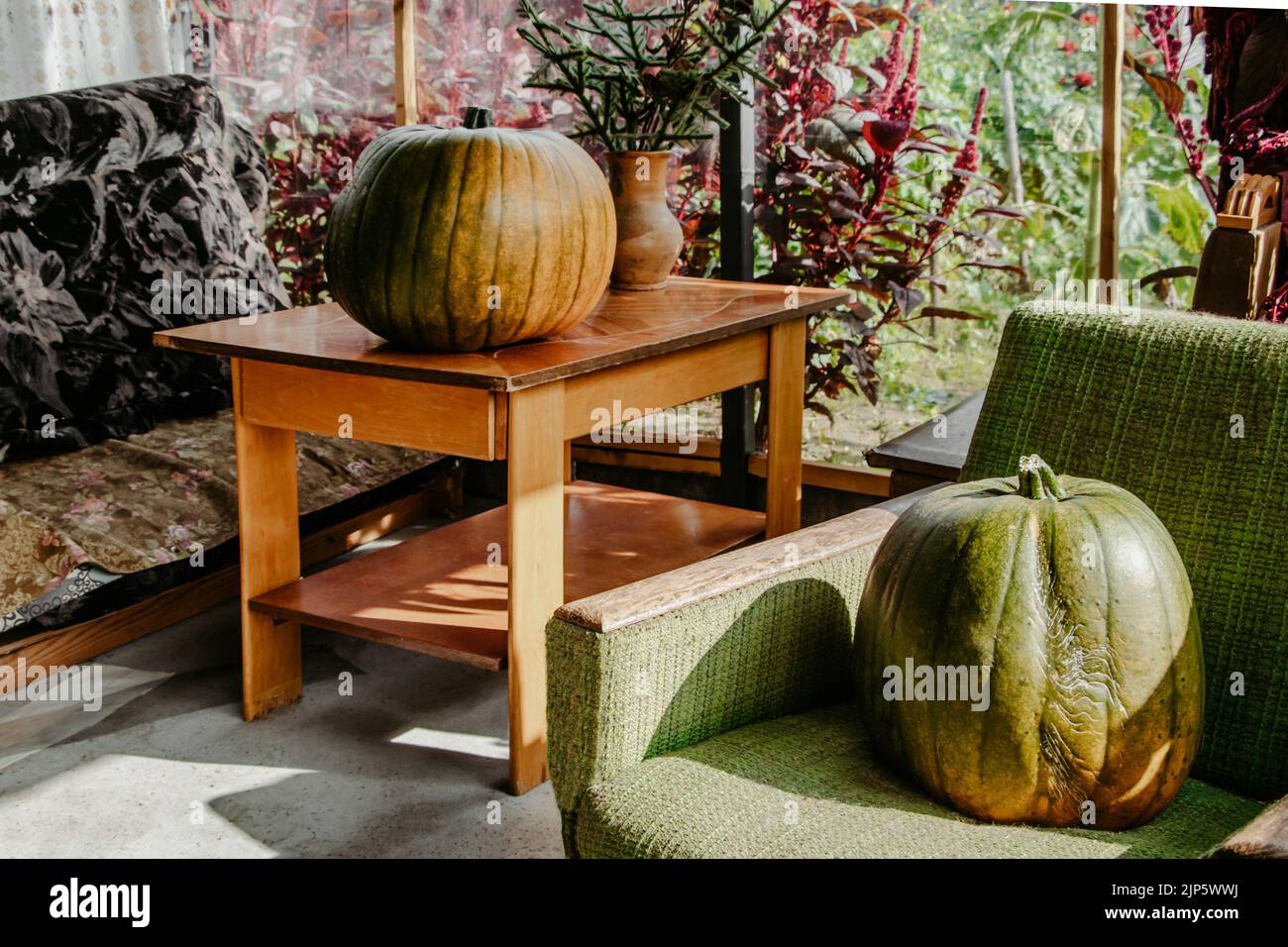 Autumn harvest of pumpkins. Large pumpkin on terrace of summer country house. Preparing for Halloween and Thanksgiving. Outdoor decoration season Stock Photo