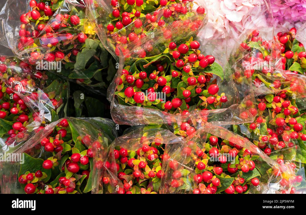 Hypericum x inodorum plant in the flower sales square Stock Photo