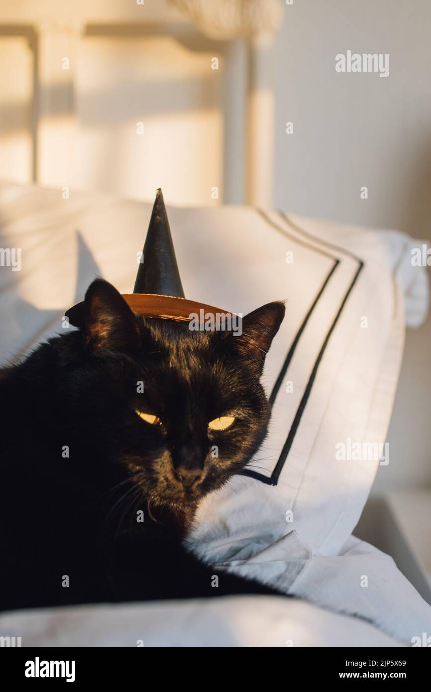 black cat wearing a tiny witch hat Stock Photo