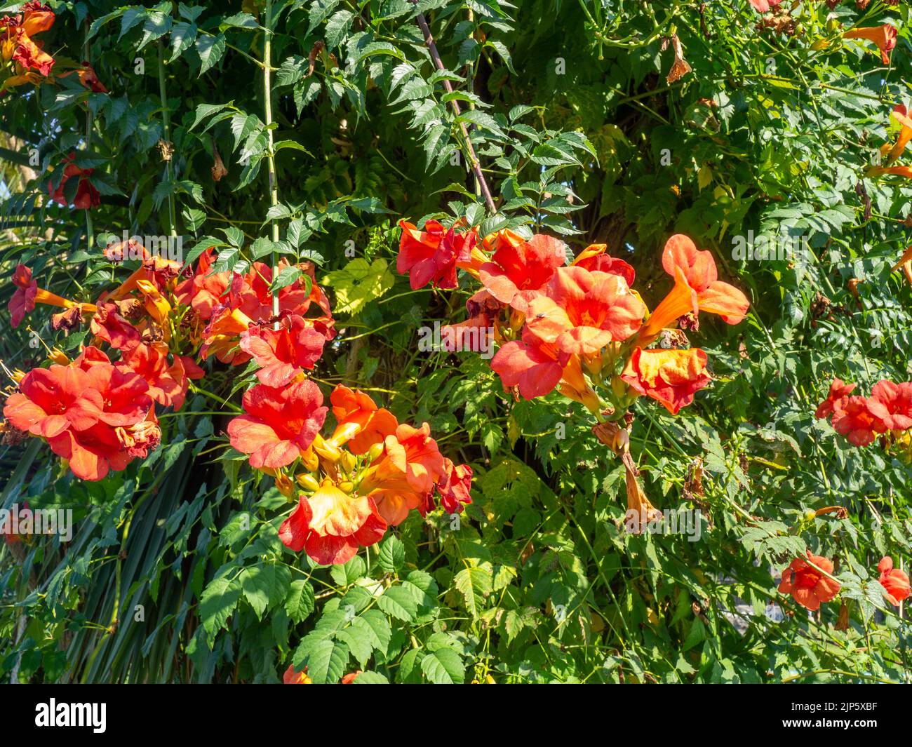 Red flowers on a bush. Beautiful garden. Element of nature. Bloom Stock Photo