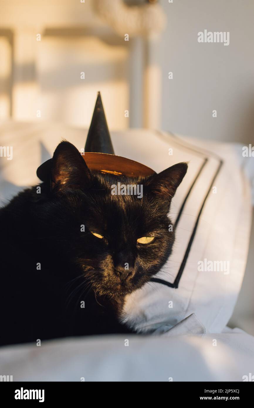 black cat wearing a tiny witch hat Stock Photo