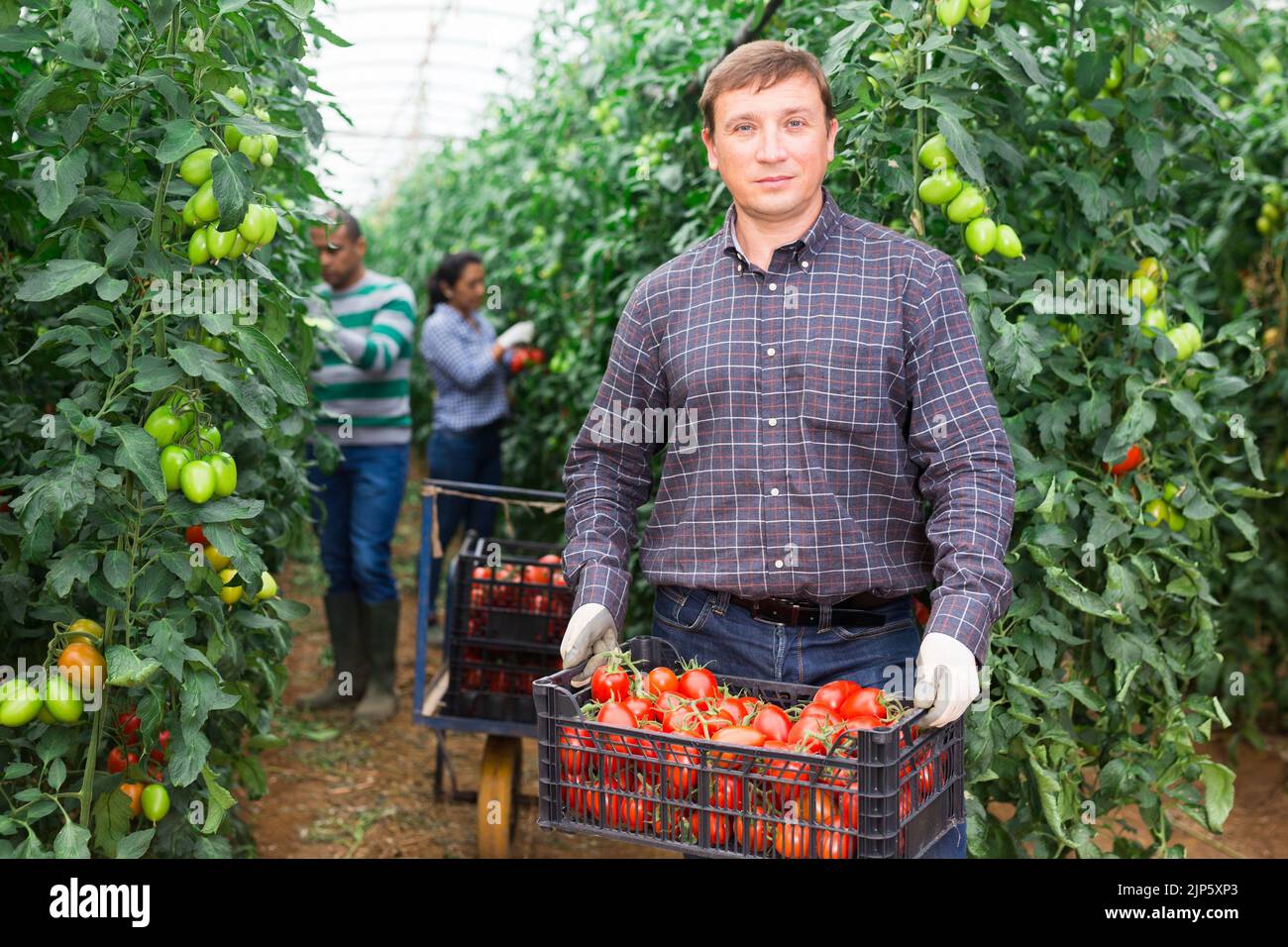 Successful farmer showing rich harvest of tomatoes in greenhouse Stock