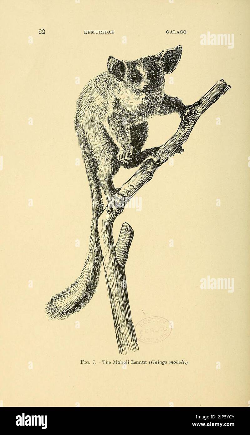 The mammals of South Africa (Page 22 Stock Photo Alamy