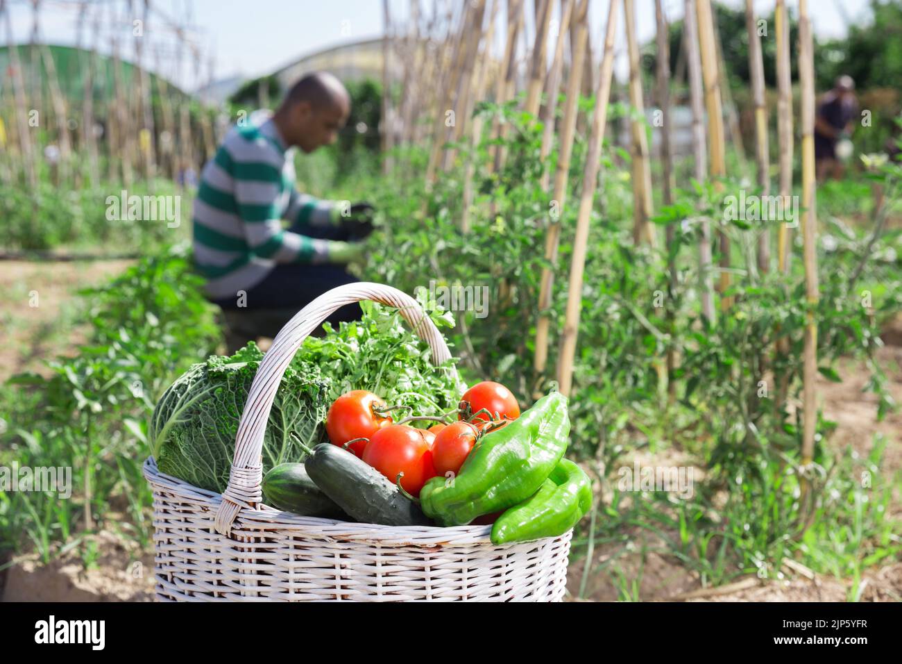 Basket with harvest of vegetables in garden, man professional gardener ...