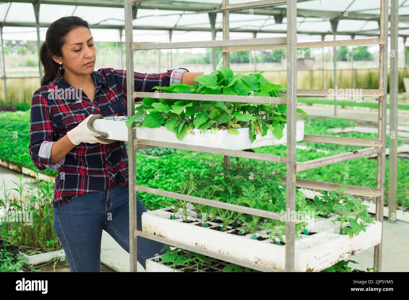 Latina woman stacking crates with seedlings in greenhouse Stock Photo ...