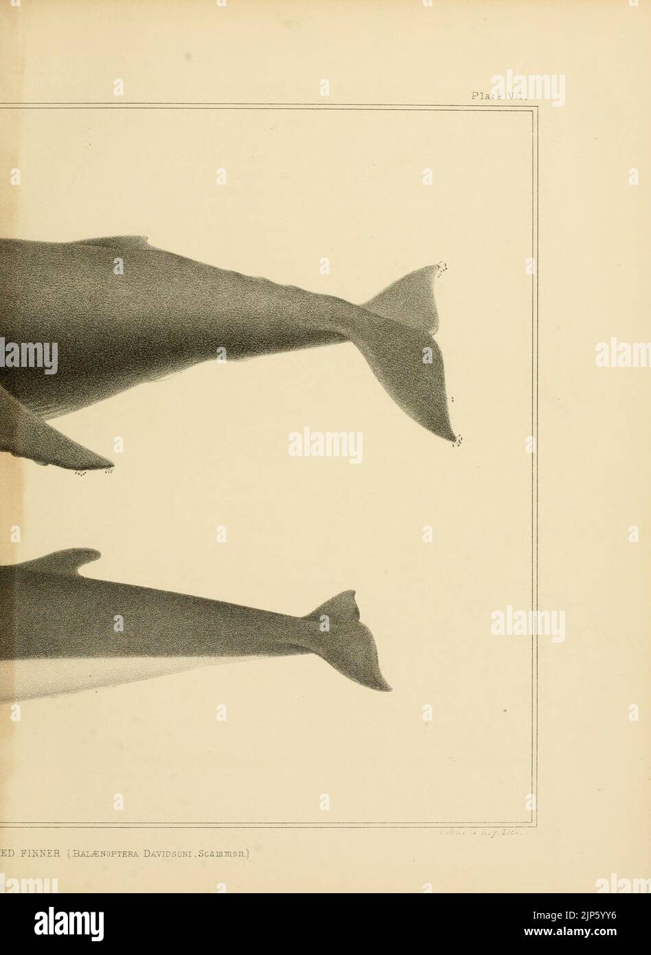 The marine mammals of the north-western coast of North America (Plate ...