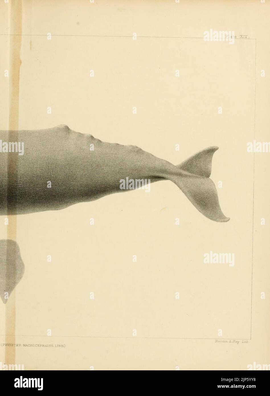 The marine mammals of the north-western coast of North America (Plate ...