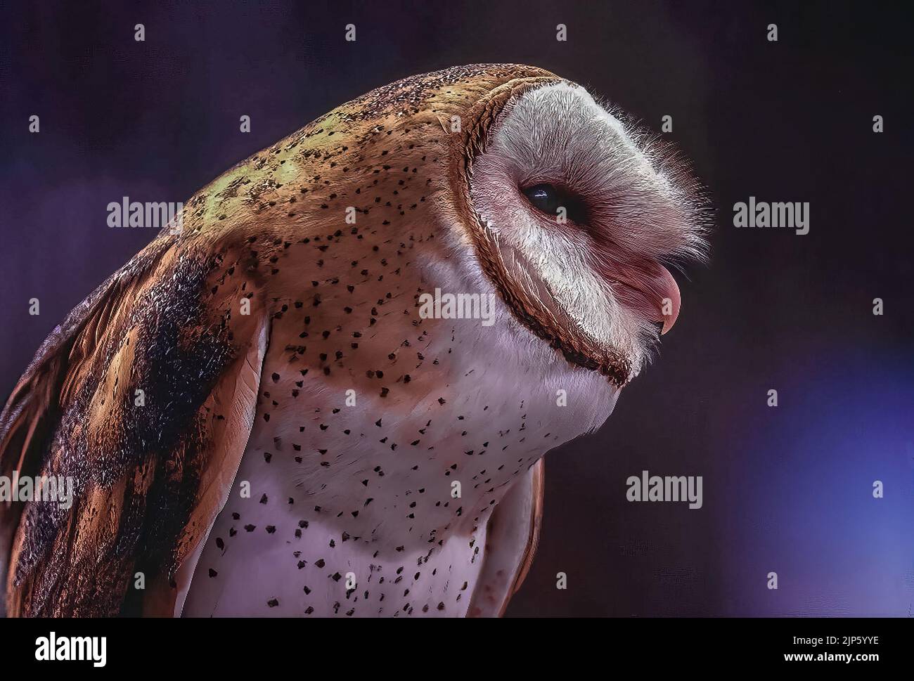 North American Barn Owl (Tyto alba Stock Photo Alamy