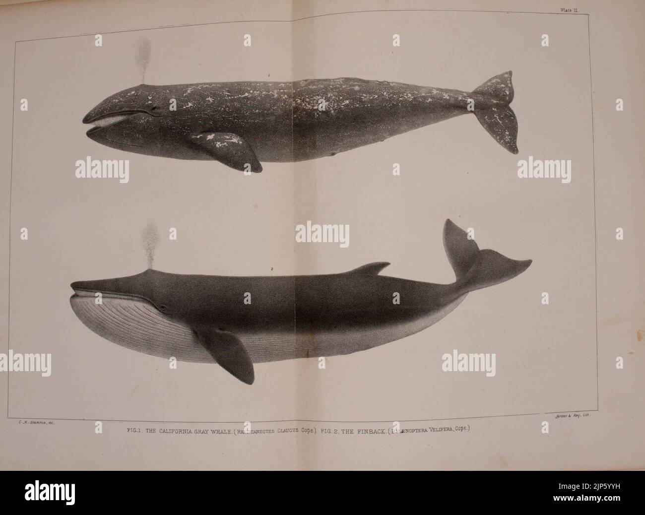 The marine mammals of the north-western coast of North America (Plate ...