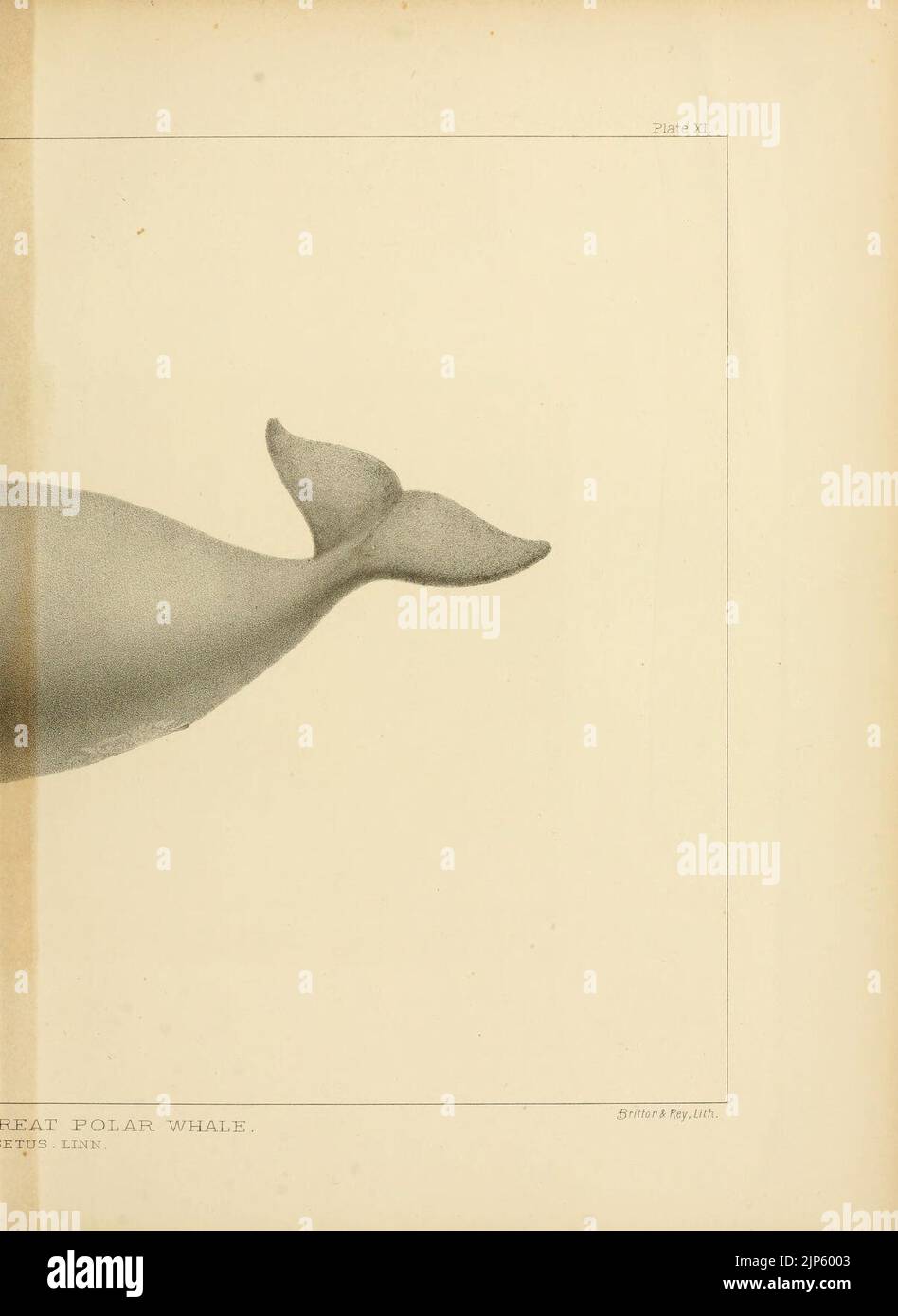 The marine mammals of the north-western coast of North America (Plate ...